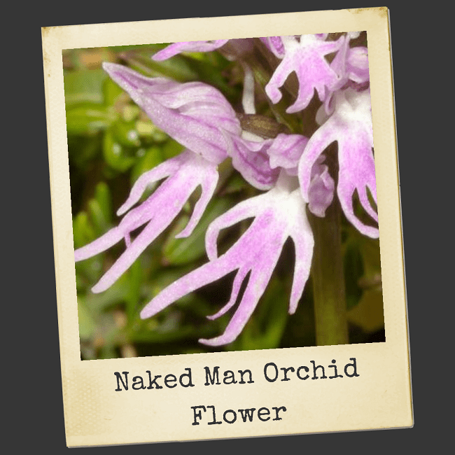 The Fascinating World of Rare and Unusual Flowers